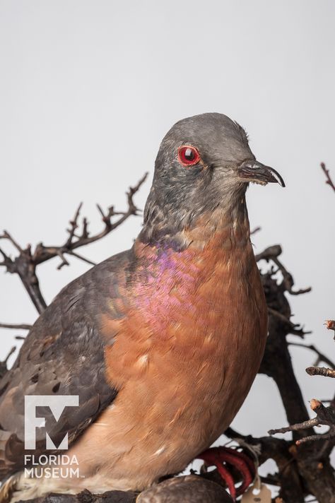 Passenger Pigeon (Ectopistes migratorius) Pigeon Sitting, Pigeon Sitting Down, Sleeping Pigeon, Green Imperial Pigeon, Passenger Pigeon, Passenger Pigeon Extinct, Extinct Birds, Akashic Records, Extinct Animals