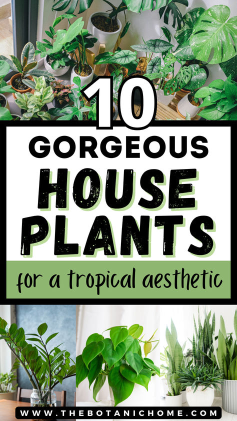 4 images of tropical house plants indoors. Text reads: 10 gorgeous house plants for a tropical aesthetic. Tropical House Plants Indoor, Tropical Plants Indoor, Tropical Indoor Plants, Exotic House Plants, Tropical Garden Plants, Home Jungle, Indoor Tropical Plants, Wall Hanging Decorations, Plant Styling