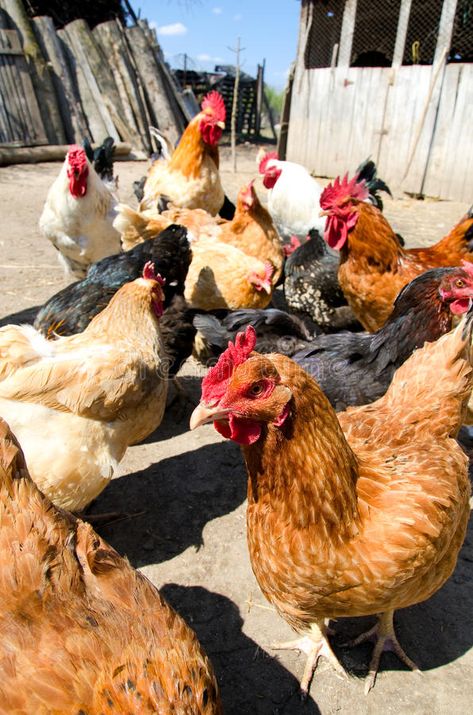 Free range chickens. Feeding outside in the sun #Sponsored , #sponsored, #Affiliate, #range, #Feeding, #chickens, #Free Feeding Chickens, Chicken Images, Free Range Chickens, Chicken Coops, Free Range, Chicken Stock, Free Stock Photos, Feathers, Photo Image