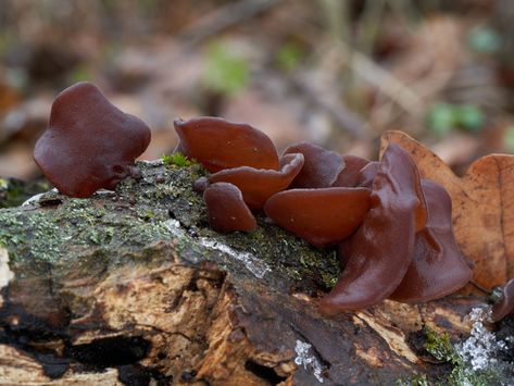 Jelly Ear Mushroom, Jelly Mushroom, Fungi Recipe, Mushroom Culture, Edible Fungi, Mushroom Spores, Mushroom Pictures, Edible Mushrooms, Grow Bags