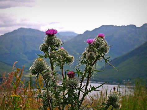 thistle.. was so beautiful to see growing wild in the Highlands Thistle Aesthetic, Irish Thistle, Thistle Scotland, Scotland National Flower, Thistle Tattoo, Great Scot, Scotland Forever, Scottish Thistle, Scottish Clans