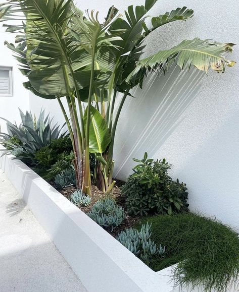 Pool Plants, Tropical Garden Design, Pool Landscape Design, Landscape Designer, Patio Garden Design, Backyard Pool Landscaping, Coastal Gardens, Outdoor Gardens Design, Home Landscaping