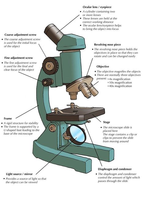 Part Of A Microscope, Parts And Function Of Microscope, Parts Of Microscope And Its Function, Microscope Drawing With Parts, Compound Microscope Drawing With Label, Microscope Drawing With Label, Microscope Parts And Functions, Microscope Sketch, Microscope Aesthetic