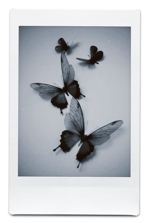 (butterflies)I think polaroid pictures can make almost anything look aesthetic Black Polaroid Aesthetic, Polaroid Picture Aesthetic, Butterfly Polaroid, Organize Phone, Butterfly Chrysalis, Organize Phone Apps, Butterfly Eyes, Polaroid Pictures, Bullet Journal Stickers