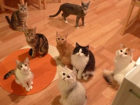 Cat Cafe Japan, Cafes In Tokyo, Animal Cafe, Cat Bar, Pet Cafe, Cafe Japan, Cat Hotel, Themed Cafes, Cat City