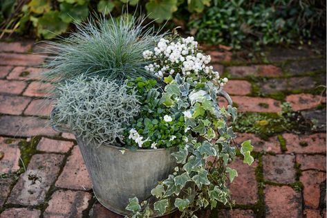 Festuca, santolina and violas This container combination marries the muted silver and white tones of Festuca glauca ‘Intense Blue’, Santolina chamaecyparissus, white-flowered Viola cornuta, Gaultheria mucronata and variegated ivy. A smattering of viola blooms stands out all the more against the silvery foliage, while the santolina will continue the display into summer, with bright yellow flowers in July and August. Diy Backyard Garden, Winter Planter, Backyard Garden Landscape, Balcony Plants, Small Backyard Gardens, Garden Fire Pit, Backyard Diy, Winter Plants, Have Inspiration