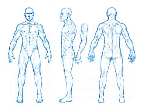 thought this might help out some peeps not perfectly realistic anatomy, but kinda the proportions i use enjoy -download for large view Anna Cattish, Male Figure Drawing, Male Anatomy, Man Anatomy, Character Design Cartoon, Princess Merida, Human Anatomy Drawing, Human Figure Drawing, Body Reference Drawing