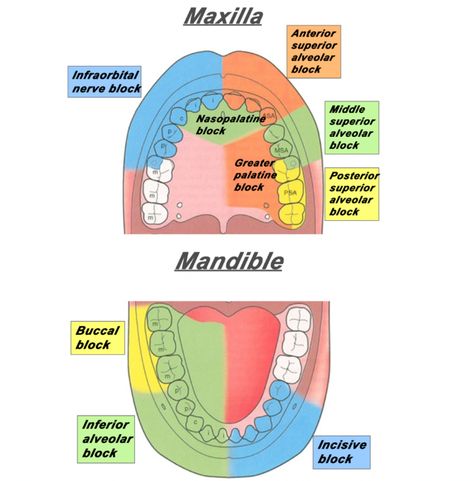 Dental Assistant Study Guide, Dental Notes, Dental Assistant School, Dental Hygienist School, Hygiene School, Dental Wallpaper, Dental Assistant Study, Dental Nurse, Registered Dental Hygienist