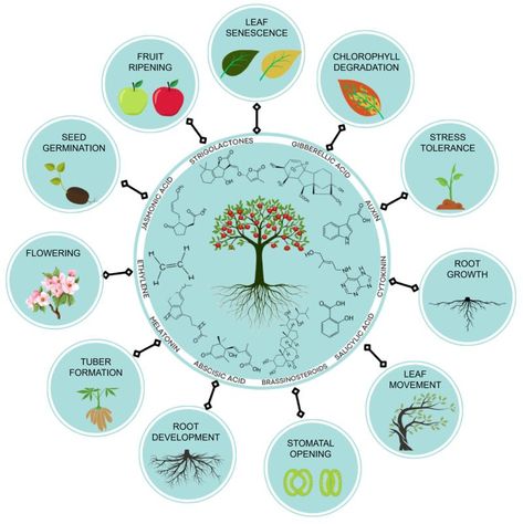 Biology Plants Notes, Plant Hormones, Plant Genetics, Agriculture Science, Plant Biotechnology, Biodynamic Farming, Biology For Kids, Plant Biology, Signal Transduction