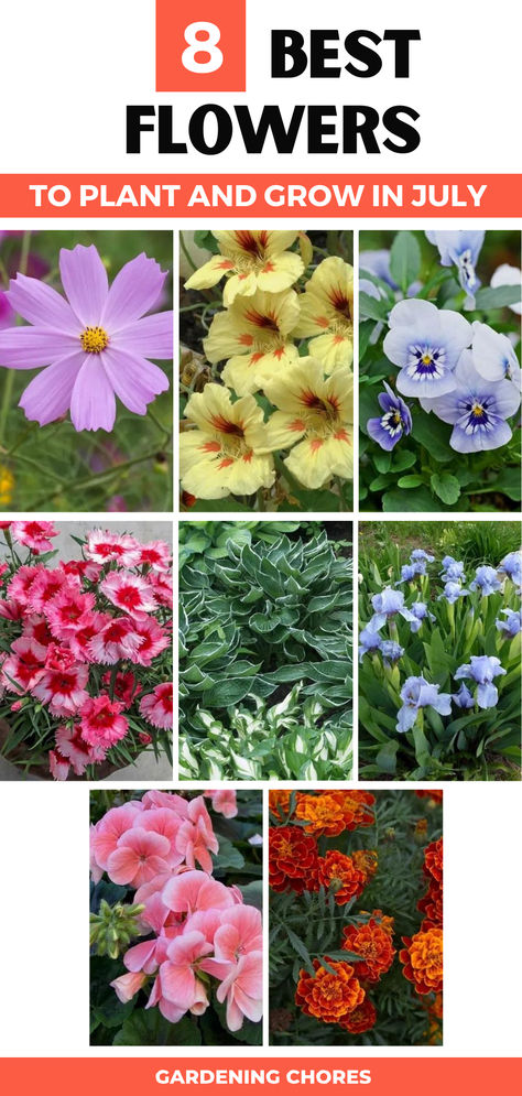 8 Flower To Plant And Grow In July Flowers To Plant In July, What To Plant In July, Flower Planting Guide, Flowers To Plant, July Flowers, Stunning Flowers, Planting Guide, Succession Planting, Best Perennials