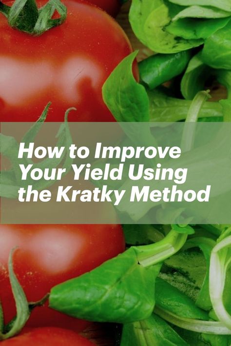 Looking to improve your yield using the Kratky method?

In this blog post, we'll go through all the information you need to know about enhancing your Kraky method hydroponics yield. We'll cover topics including choosing the right plants, setting up your grow system, and troubleshooting common problems with the Kratky method. With a little bit of practice, you'll be able to achieve excellent yields using this simple and effective method! Kratky Method, Grow System, Grow Plants, Hydroponics, To Grow, Blog Post, Need To Know, Plants