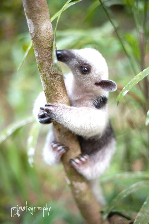 #Anteater climbing on a tree Anteater Wallpaper, Cute Cat Video, Ant Drawing, Heart Animals, Wallpaper Animals, Big Animals, Unusual Animals, Baby Dragon, Cute Wild Animals