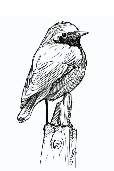 Draw A Bird Easy, Drawing A Bird, Draw A Bird, Easy Bird, Cool Drawing, Bird Sketch, Pencil Shading, Pen Sketch, Sketch Inspiration