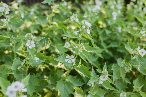 Marshmallow Plant, Marsh Mallow, Mallow Plant, Marshmallow Candy, Florida Gardening, Wet Spot, Uses For Coffee Grounds, Perennial Herbs, Indoor Herb Garden