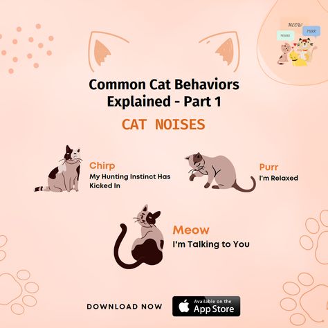 Decode Your Cat's Behavior. Do you wish you had a secret decoder guide to cat behavior and language? Here's a primer to everything your cat is doing and saying. 😻😻 #catbehavior #catlanguage #cat #cats #catlove #animal #cutecat Cat Psychology, Secret Decoder, Cat Noises, Cat Language, Animal Training, Cat Behavior, All About Cats, Talking To You, Cat Love