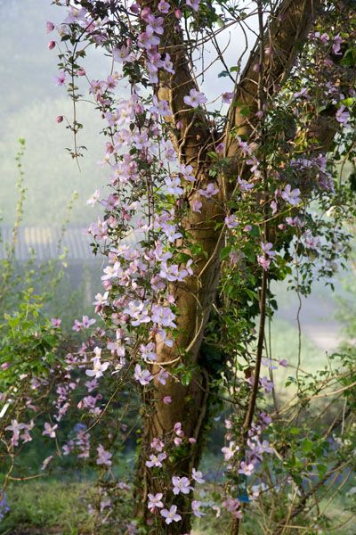 Clematis Montana, Raindrops And Roses, Flowers Growing, Garden Photos, Interior Garden, Perfect Garden, Climbing Plants, Beautiful Tree, Dream Garden