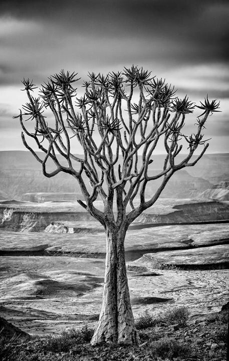 Quiver tree Quiver Tree, Shade Flowers, Urban Street Art, Quiver, Deciduous Trees, Tree Drawing, Tree Tattoo, Urban Street, Antonio Mora Artwork