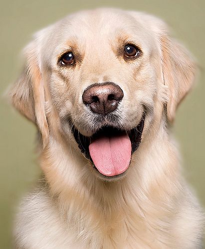 Golden Retriever Eyes, Golden Retriever Painting, Special Animals, Smiling Animals, Smile Pictures, Bow Wow, Sporting Dogs, Happy People, All About Eyes