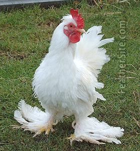 Chicken Breed  These were our friendliest!  Burmese Bantam rooster Best Laying Hens, Dominique Chickens, Best Laying Chickens, Leghorn Chickens, Laying Chickens Breeds, Laying Chickens, Best Egg Laying Chickens, Egg Laying Chickens, Regnul Animal