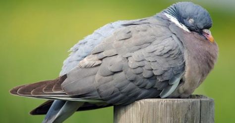 Woodpigeon - Amy Lewis - Amy Lewis Feral Pigeon, Stock Dove, Image Rock, Wood Pigeon, Bird Facts, Wildlife Garden, Wildlife Gardening, Walk In The Woods, Bird Garden