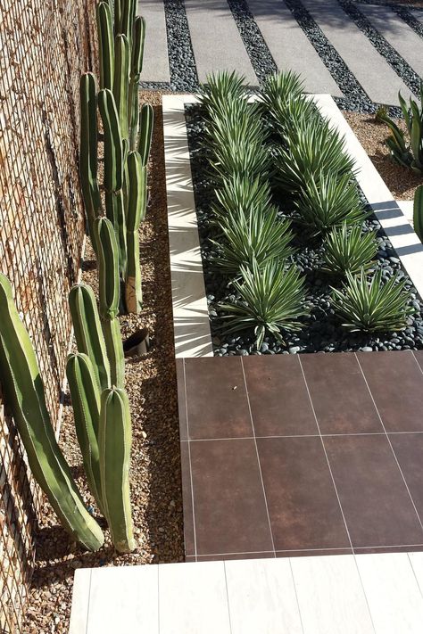 The yucca plants in this yard have their own planter box to make the spaces for each type of plants defined. Behind the yucca, there are cacti lining the gabion wall. Each of these species of plant are drought resistant, so they will not need much water in the coming summer heat. Apartemen Studio, Kaktus Dan Sukulen, Front Yard Design, Front Yard Garden Design, Modern Landscape Design, Front Landscaping, Country Landscaping, Front Yard Garden, Yard Design