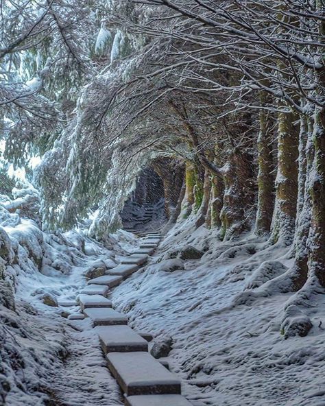 inspiration & appreciation of beautiful Ireland instagram.com/ireland_travel Tree Tunnel, County Wicklow, Winter Scenery, Winter Magic, Winter Beauty, Snow Scenes, Winter Pictures, Winter Wonder, Winter Landscape