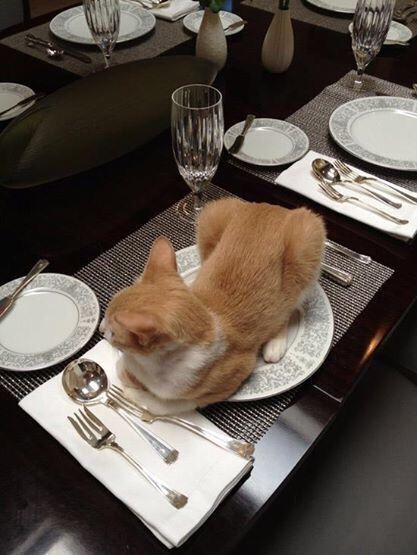 Cat Picture, Bon Appetite, Orange Cats, Cat Pictures, Cat Boarding, Ginger Cats, Funny Cat Pictures, Cats Meow, Funny Animal Pictures