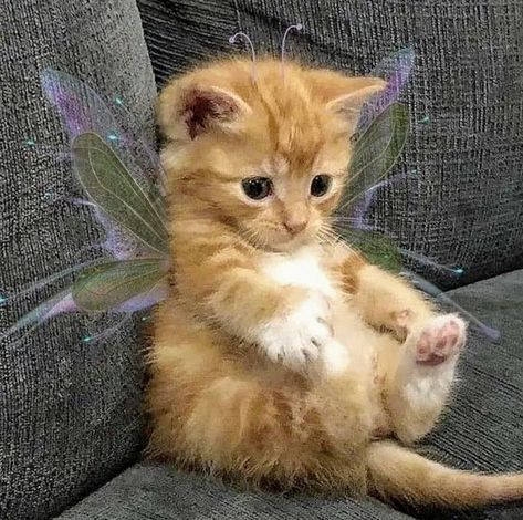 Cute Orange Kitten, Fairy Kitty, Orange Kitten, Butterfly Wings, Kitty, Orange