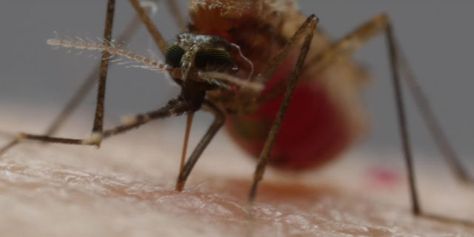 This Extreme Close-Up Video of a Mosquito Sucking Someone's Blood Will Haunt You Mosquito Repellent Spray, Surgical Tools, Natural Repellent, Mosquito Bites, Lemon Eucalyptus, Mosquito Repelling Plants, Fly Repellant, Extreme Close Up, Insect Pest