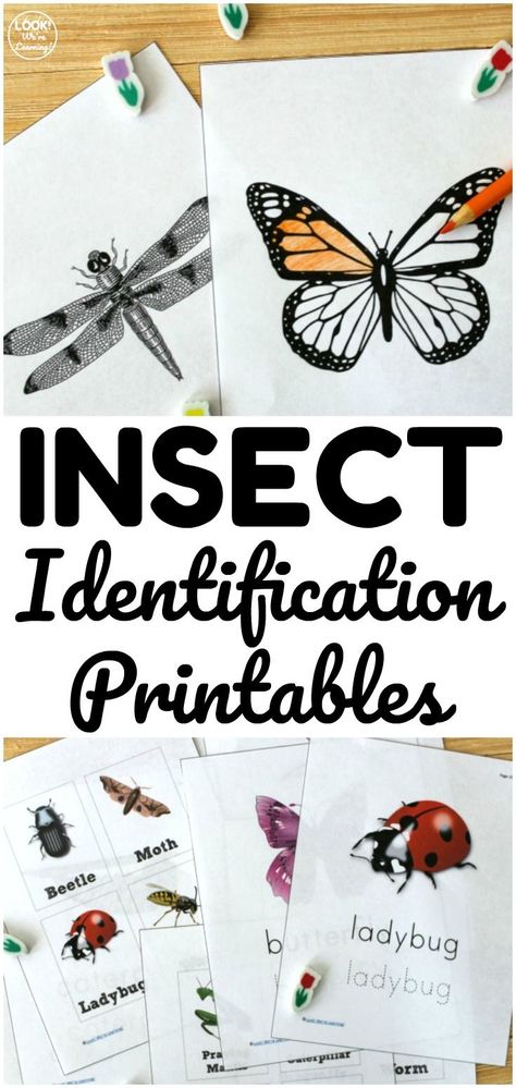 Learn about common insect species in your area with these printable bug identification worksheets! Great for a simple biology lesson at home! Insects Activities, Bug Identification, Insect Identification, Nature Lessons, Bug Activities, Spring Worksheet, Insect Activities, Flying Creatures, Insect Species