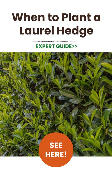 Dreaming of a lush, privacy-providing laurel hedge? This post covers the best time to plant laurels for optimal growth. Learn ideal seasons and months to plant cherry laurel or other laurel varieties. Get tips on planting methods, spacing, watering, and care for newly planted laurels. #laurelhedge #plantlaurelhedge #cherrylaurel #plantinglaurels #newhedge #hedgeplanting #hedgerow #hedges #plantingguide #plantingseason #gardening Cherry Laurel Hedge Privacy Fences, Bay Laurel Hedge, Indian Laurel Hedge, Japanese Laurel, Schip Laurel, Cherry Laurel Hedge, Ficus Hedge, Laurel Bush, Skip Laurel