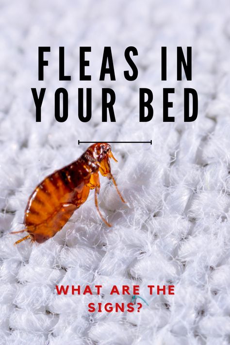 Kills Fleas In The Home, How To Remove Fleas From Dogs, Best Way To Get Rid Of Fleas On Dogs, What Kills Fleas In The House, Home Remedy For Fleas In House, Home Flea Remedies Houses, Borax For Fleas, How To Stop Fleas From Biting You, Dog Fleas Get Rid Of