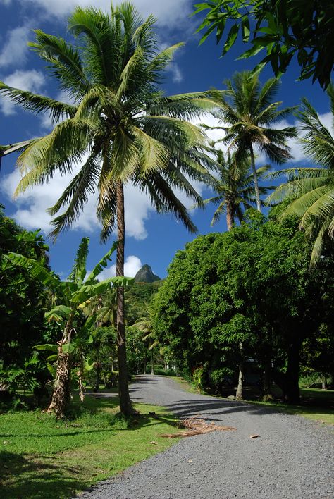 Road Side Background, Para Road Goa, Road Baground Hd, Coastal Highway, Road With Palm Trees, Lovely Good Morning Images, Good Morning Beautiful Pictures, Best Background Images, Landscape Photography Nature