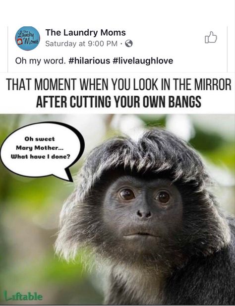 Bangs, cut your own bangs, cut your hair, hair jokes, mirror, expression, funny expression Laugh At Yourself Quotes, Hairstylist Humor, Hair Quotes Funny, Sick Humor, Hair Quotes, Funny Animal Quotes, Funny Cartoon Quotes, Funny Picture Quotes, Silly Jokes