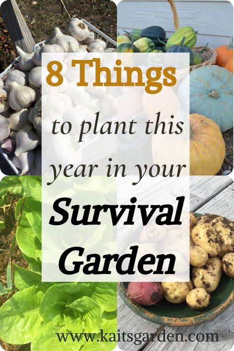 Prepper Garden, Food Preparedness, Survival Garden, Garden Hacks, Garden Plots, Homestead Gardens, Vegetable Garden Diy, Survival Gardening, Nutritious Food