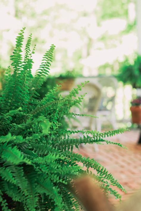 Fern Care: How to Keep Ferns Healthy and Green | Stacy Lyn Harris Epsom Salt For Plants, Water Ferns, Fern Care, Hanging Ferns, Potted Ferns, Types Of Ferns, Ferns Care, Ferns Garden, Flower Growing