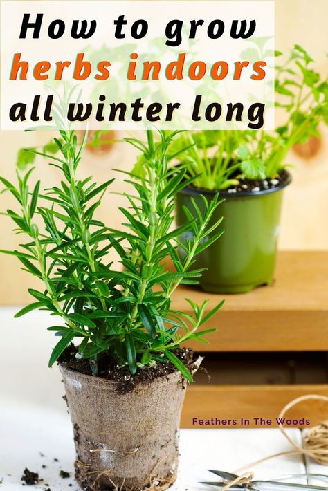 Growing Herbs Inside, Grow Herbs Indoors, Herbs In Pots, Growing Herbs In Pots, Preserve Fresh Herbs, How To Grow Herbs, Growing Herbs Indoors, Medicinal Herbs Garden, Grow Herbs