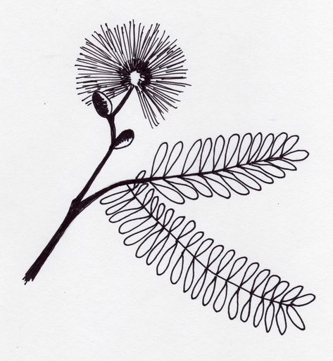 Mimosa pudica is called "sensitive plant" and "tickle me plant." It is fun to grow because the small, ferny leaves close when touched. Pudica means ashamed or bashful. It's a tropical plant that can b... Sensitive Plant Tattoo, Makahiya Plant, Touch Me Not Plant, Grandfather Clock Tattoo, Mimosa Plant, Grandfather Tattoo, Mimosa Pudica, Flor Tattoo, Mimosa Tree