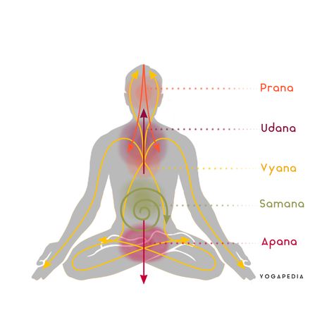 5 Prana Vayus, Prana Vayus, Yogic Philosophy, Yoga Branding Design, Yoga Mudra, Pranayama Techniques, Types Of Energy, Yoga India, Ayurvedic Therapy