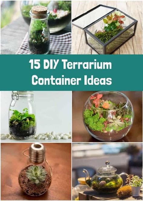 DIY Terrariums: Everything You Need To Know To Build Your Own Open Air Terrarium, Plant Terrarium Diy, Diy Terrariums, Indoor Nature, Build A Terrarium, Bottle Terrarium, Open Terrariums, Diy Succulent Terrarium, Small Terrarium