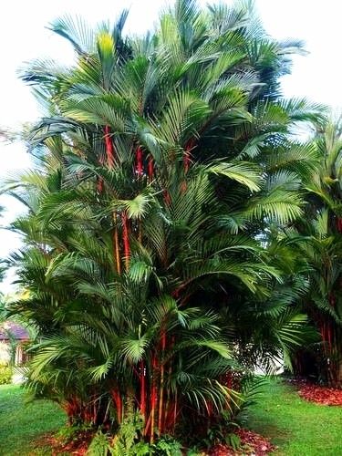 Lipstick Palm, Palm Trees Landscaping, Palm Garden, Tropical Garden Design, Tropical Backyard, Modern Backyard Landscaping, Garden Decor Projects, Outdoor Gardens Design, Backyard Garden Design