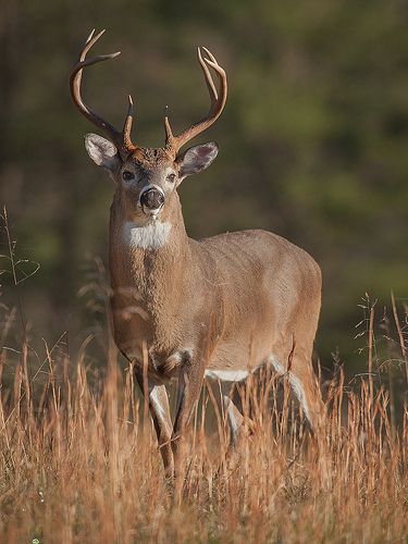 Photographer: Ed Post ----                          Boy he looks delicious... Whitetail Deer Pictures, Big Deer, Deer Photos, Deer Pictures, Whitetail Bucks, American Animals, Deer Family, Cades Cove, Mule Deer