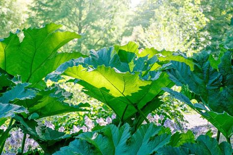 Gunnera manicata, now Gunnera x cryptica Wild Nature, The Government, Rhubarb, Government, Plants, Nature