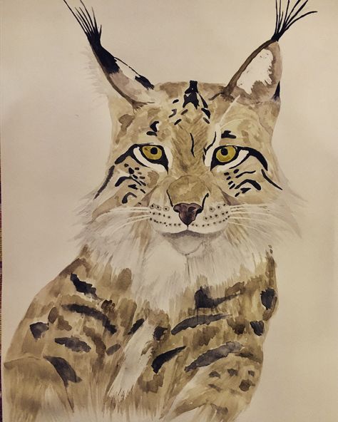 Lync watercolor painting I did # watercolor #painting #art #lynx #bobcat Lynx Cat Art, Bobcat Watercolor, Lynx Painting, Bobcat Drawing, Bobcat Painting, Bobcat Art, Lynx Drawing, Drawing Scenery, Wild Art