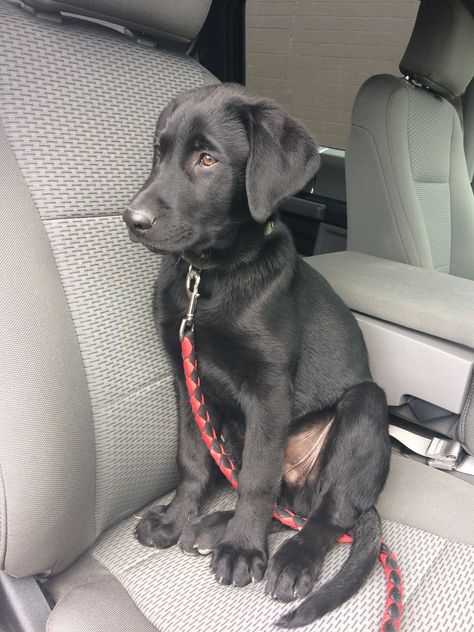 14 week old black lab Fetch With Dog, Black Lab Aesthetic, Black Dogs Breeds, Black Lab Puppy, Labrador Black, Black Labrador Dog, Cesar Millan, Dogs Breeds, Black Labrador Retriever