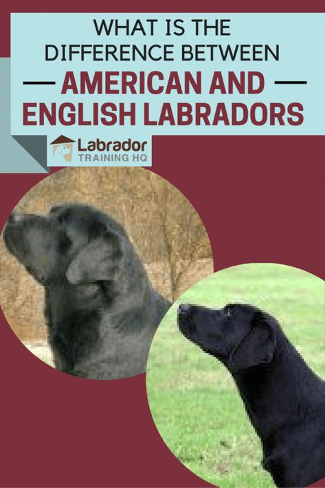 English Black Lab, Labrador Nero, American Labrador, Labrador Training, Labrador Retriever Training, Labrador Facts, English Lab, English Labrador, Labrador Dogs