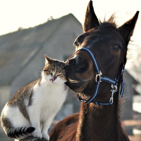 Animal Friendships, Odd Couples, Animals Friendship, Cute Horses, Pretty Horses, Cute Animal Pictures, Horse Pictures, Horse Love, Animal Pics