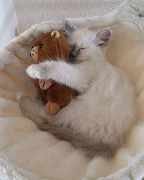 Kitty hugging her precious toy :3 Cat Hug, Loving Animals, Police Dogs, Post Pictures, Cute Things, Pets Cats, Cute Puppies, Things That, Dog Cat