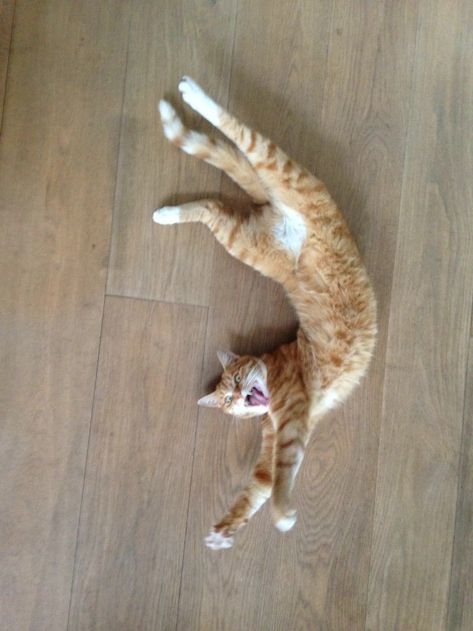 People Are Posting Pics Of Their Cats Stretching, And It’s Hilarious (30  Pics) Cat Weird Pose, Weird Cat Poses, Cats Arching Their Backs, Cat Stretching Reference, Cats In Different Poses, Cats In Funny Poses, Cats In Weird Poses, Cats Full Body Picture, Cat Stretching Illustration