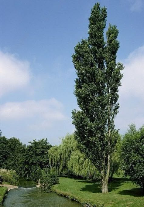 Black Poplar Tree, Leyland Cypress Trees, Sky Pencil Holly, Blue Spruce Tree, 숲 사진, Colorado Blue Spruce, Leyland Cypress, Arborvitae Tree, Red Maple Tree